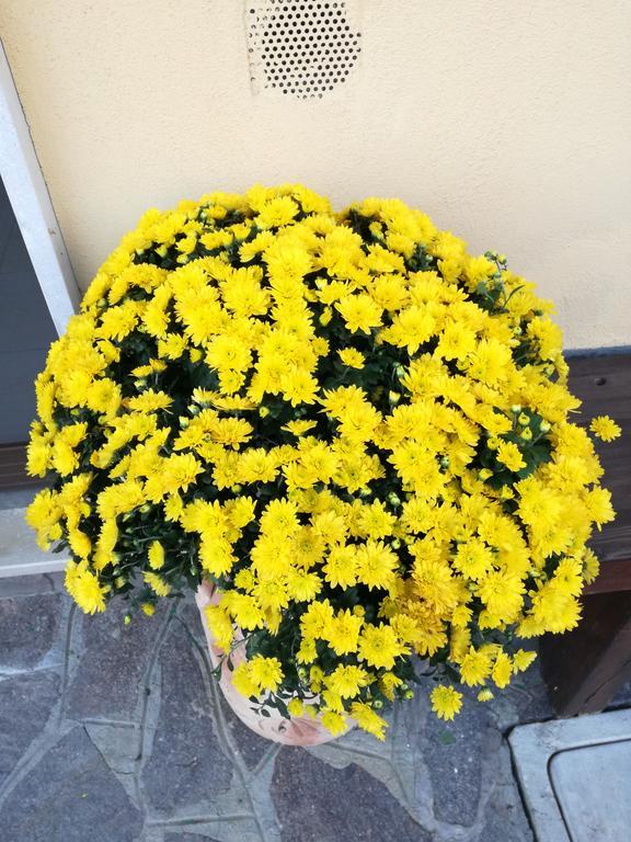 The Yellow House Fiumicino Exterior photo